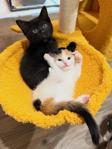 Adorable Kittens for Rehoming - Photo 2