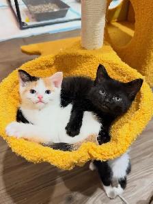 Adorable Kittens for Rehoming - Photo 3