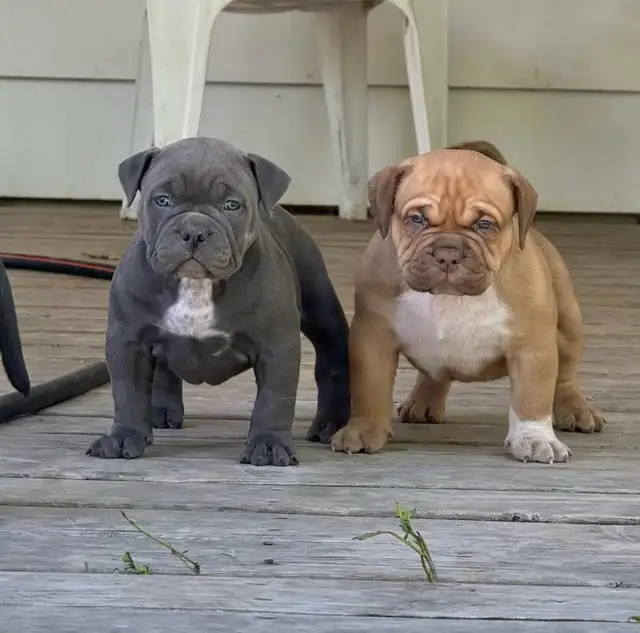 American Bully Puppies
