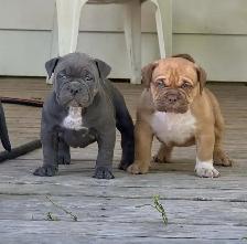 American Bully Puppies - Photo 2