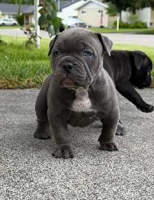 American Bully Puppies - Photo 3