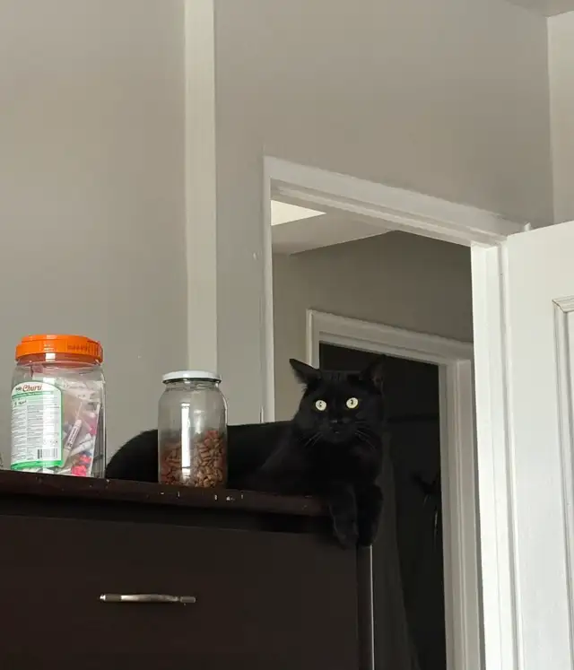 cat for sale