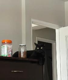 cat for sale