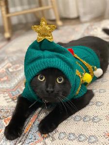 cat for sale - Photo 2