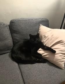 cat for sale - Photo 3