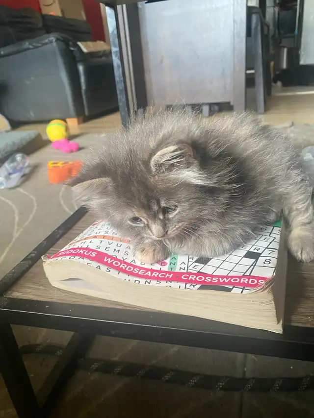Three Adorable Female Kittens