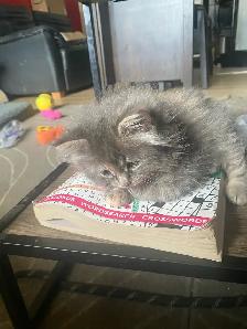 Three Adorable Female Kittens