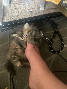 Three Adorable Female Kittens - Photo 3