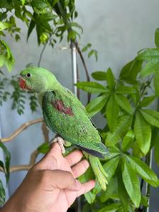 Alexandrine Babies parrot