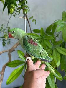 Alexandrine Babies parrot - Photo 2