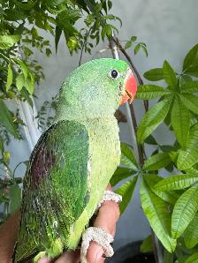 Alexandrine Babies parrot - Photo 3