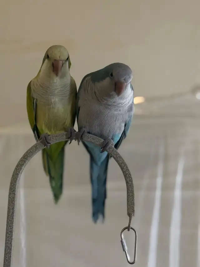 parrot male and female