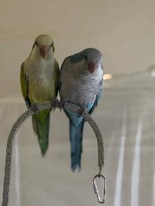 parrot male and female