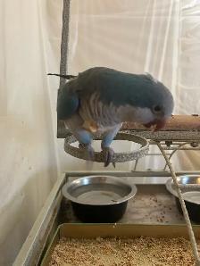 parrot male and female - Photo 2