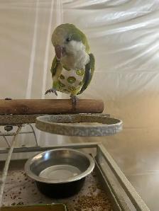 parrot male and female - Photo 3