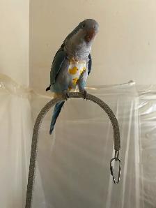 parrot male and female - Photo 4