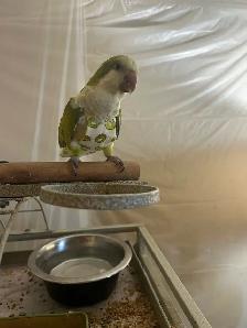 parrot male and female - Photo 5