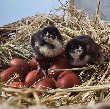 BLACK COPPER MARAN CHICKS - Photo 2