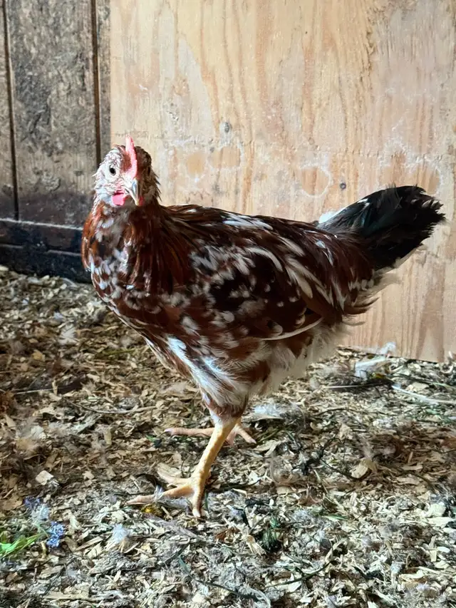 20 Roosters Available