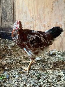 20 Roosters Available