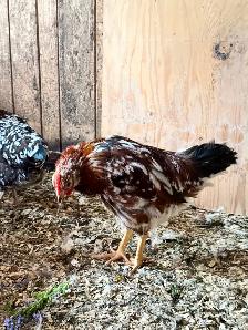 20 Roosters Available - Photo 2