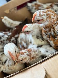 20 Roosters Available - Photo 3