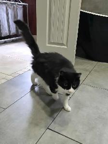 Chatterie affectueuse - Photo 2