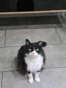 Chatterie affectueuse - Photo 3
