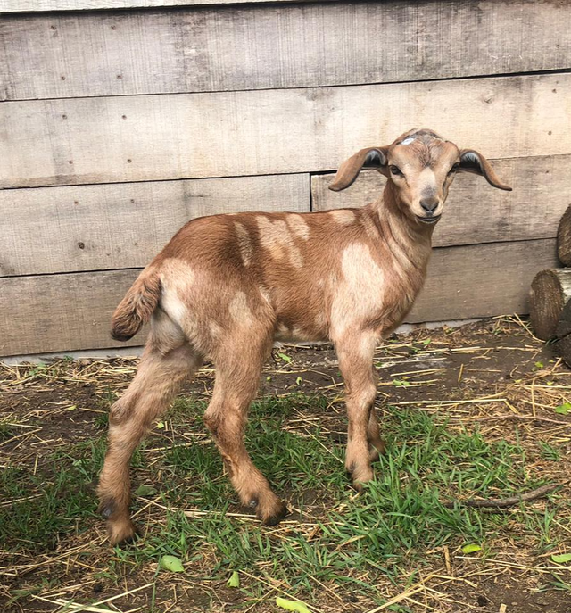 Mini Nubian Buckling - F2