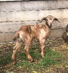 Mini Nubian Buckling - F2