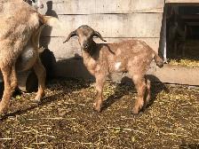 Mini Nubian Buckling - F2 - Photo 2