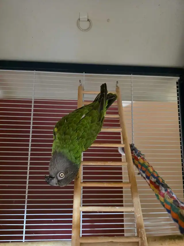 Perroquet youyou et cage