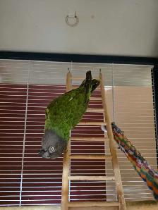 Perroquet youyou et cage