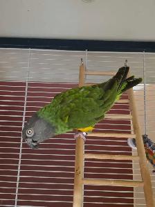 Perroquet youyou et cage - Photo 2