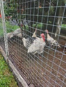 Royal Palm Turkeys