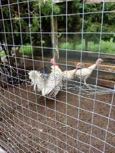 Royal Palm Turkeys - Photo 2