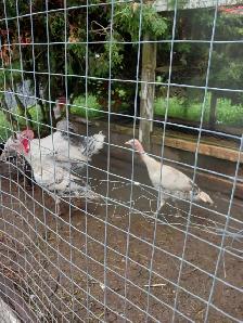 Royal Palm Turkeys - Photo 3