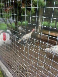 Royal Palm Turkeys - Photo 4