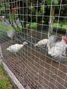 Royal Palm Turkeys - Photo 5
