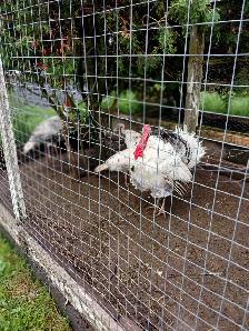 Royal Palm Turkeys - Photo 6