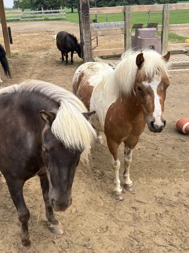 two mini horses