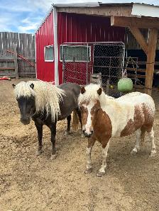 two mini horses - Photo 2