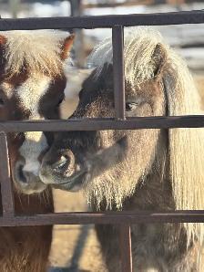 two mini horses - Photo 3