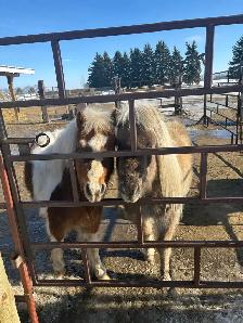 two mini horses - Photo 4