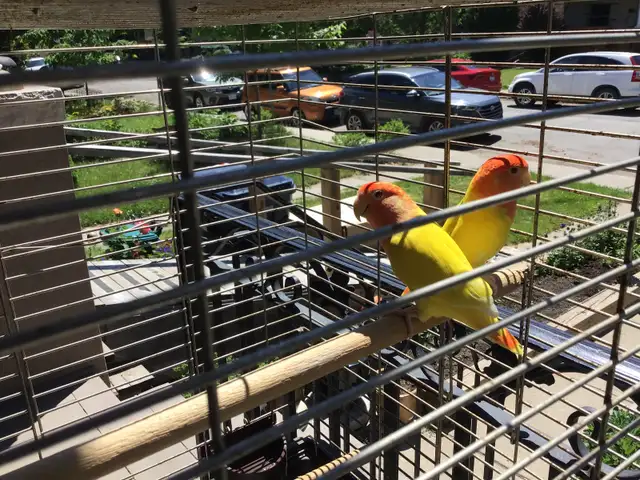 Love bird with cage and stand
