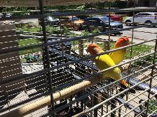 Love bird with cage and stand
