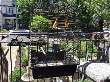 Love bird with cage and stand - Photo 2