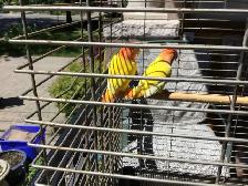 Love bird with cage and stand - Photo 3
