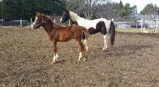 Farm/Pet Sitting - Photo 3