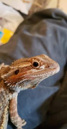 Farm/Pet Sitting - Photo 4